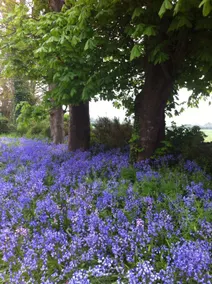 Adare Courtyard Selfcatering apt. - Image 3