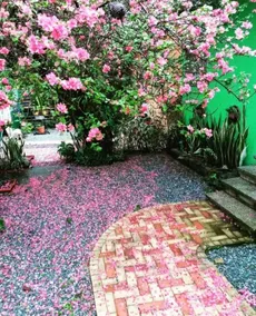 Casa Flores Mily Izabal - Image 5