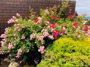 Rose Homey Home - Image 4