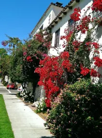 The California Mission - Image 3