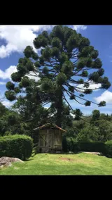 Roça Chike - Gonçalves, Minas Gerais - Image 5