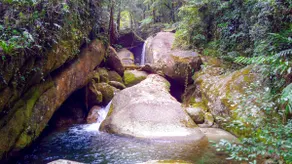 Wild Ginger Rainforest Retreat - Image 3