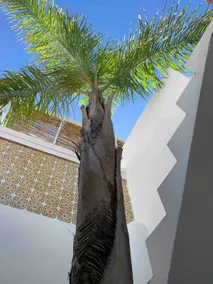 Casa W olhão Liberdade plain-pied & toit terrasse - Image 4