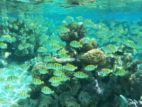 Rose Moorea- beach - Image 5