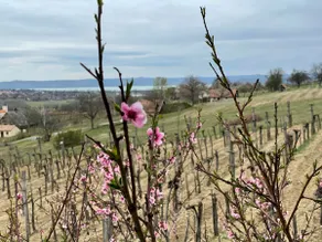 d.Five Vineyard & Retreat Koroshegy - Image 5