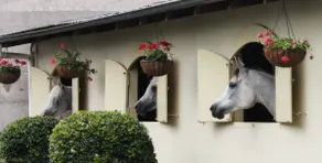 Yarramalong Valley Horse Farm Stay House - Image 3