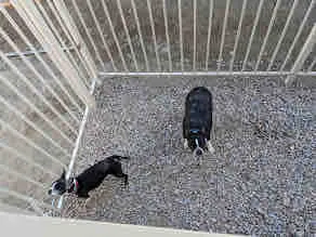 Mt Lemmon Hotel Summerhaven Pet Friendly Cabin 15 - Image 4