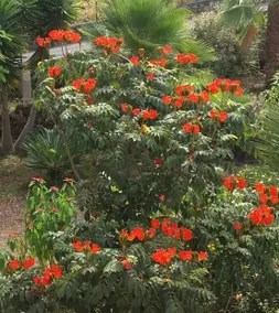 Finca las Palmeras - Image 2