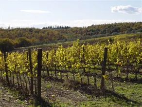 La Vista - Inside a Tuscan Winery/Olive Trees - Image 2