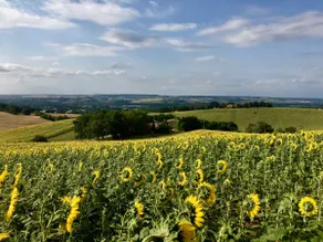 The Sunflowers of Fiouzaire - Image 3