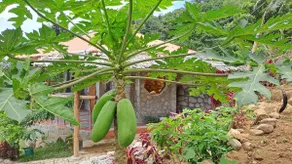Eco-Farm Romantic Chalet with Starlink at 700 masl - Image 4