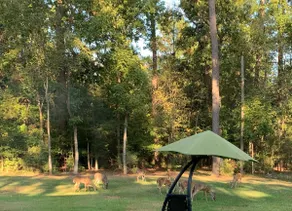 Forest Lane Guest Quarters - Image 2