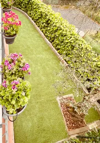 Alessandro's three olive trees - Image 4