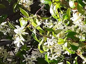 Le Jasmin da Marina - Image 2