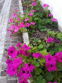 Il Giardino degli Agrumi - Image 3