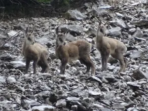 The marmots 🦦🦦🌻🌻 - Image 3