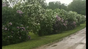 Lilac Lane Country Home - Image 5