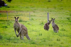 Pinecone Ridge, Barossa - enjoy your own 16 acres - Image 2