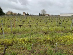 Château Roseyrol proche Saint-Emilion - Image 2