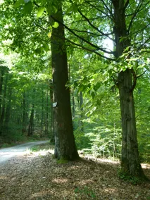 80m² Wellness Oasis: Green Forest Escape - Image 5