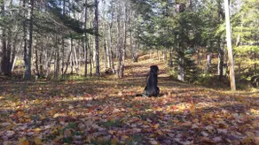 Three Maples Cottage - Quiet, Four Season Getaway - Image 5