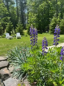 Peaceful Pines near beaches - Image 3
