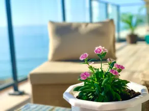 Zen Beach front Experience - Punta Caelo - Image 4
