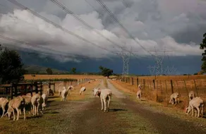 Stringy Brae - Image 4