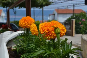 Discover Slatine and Dalmatia - Image 2