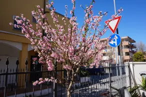 Tourist apartment Rimini Miramare - Image 3