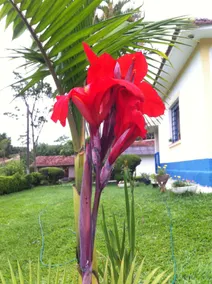 come and enjoy the beauty of flowers and nature - Image 5