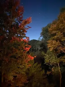 Stay in the Trees | Treehouse Retreat for 10 - Image 2