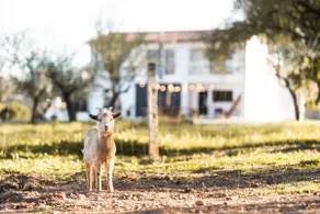 Granja da Cabrita - Image 3