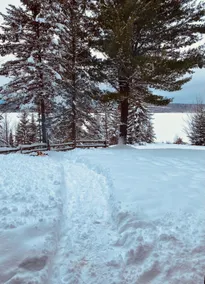 The woodlands of Lac Taureau - Image 2