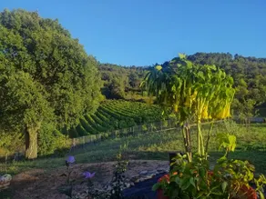 A Porteliña Casa Rural, entre viñedos y castaños - Image 5