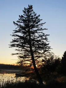 The Farm By The Lake - The Jack Pine Cabin - Image 5