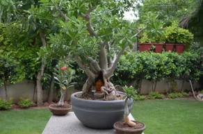Oasis House - Image 5