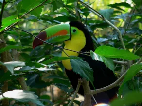Namaste Jungle Paradise - Image 2
