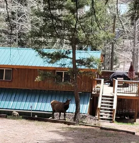 Applebarn Cabin for couples, lg yard dog friendly - Image 5