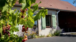 Recharge your batteries ”At the foot of the vines” 🌻🍇 - Image 2