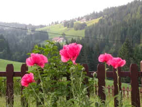 House with garden, dogs welcome! - Image 3