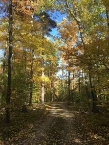 Washington Island Fern Woods - Image 3