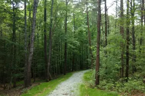 Modern cabin in the woods - Image 3