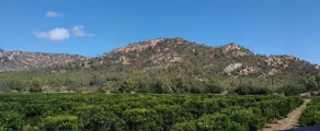 Charming apartment in the heart of a citrus farm. - Image 2