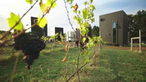 Barn Hives in the vines, with sound of the ocean. - Image 5