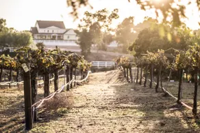 Temecula Wine Country Home on 5 Acre Vineyard - Image 4