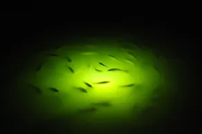 Bikes, kayaks, pickelball, firepit! Prime fishing! - Image 5