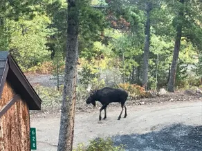 Authentic Colorado Cabin Escape | Rivendell - Image 4