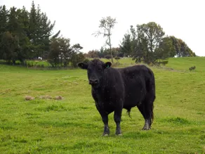Mahana Farm Cottage - Image 5