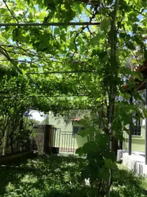 Green House!!! - Image 4